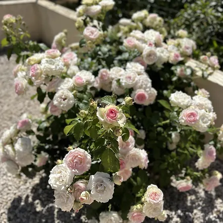 Casa Do Pomar By Portucasa Vila