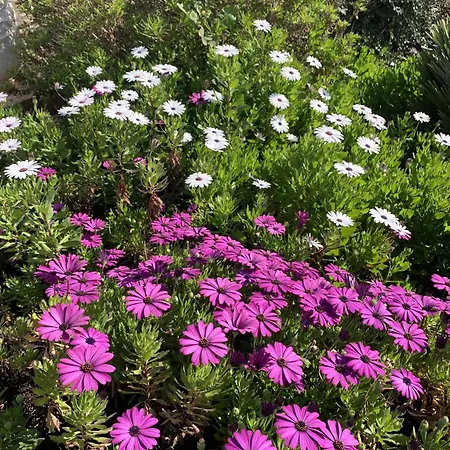 Casa Do Pomar By Portucasa Vila *